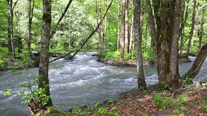森林中的山河流水