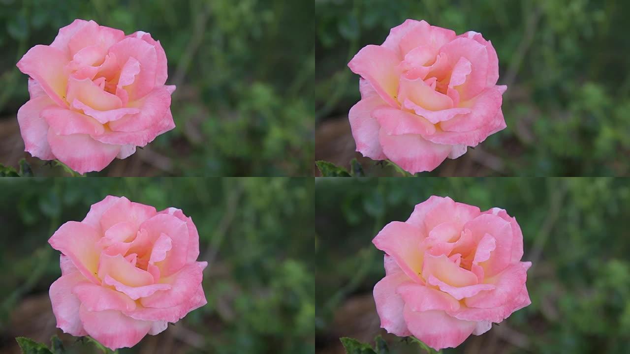 粉红玫瑰