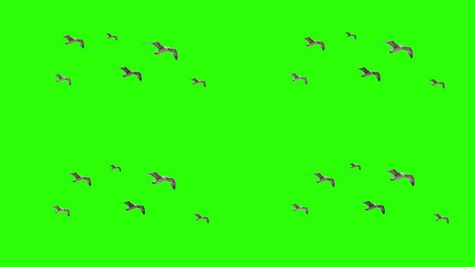 色度键上的飞行海鸥