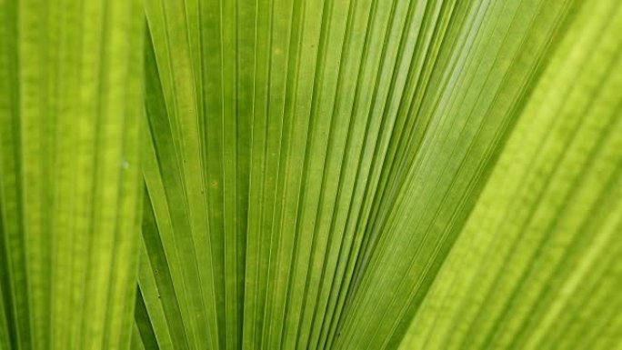 绿叶棕榈质地，自然界中叶片植物的抽象图案