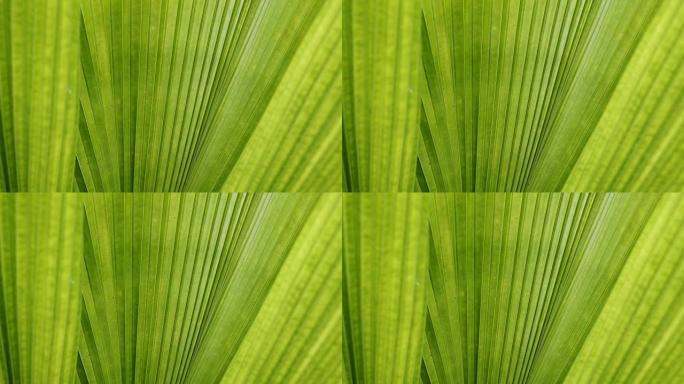 绿叶棕榈质地，自然界中叶片植物的抽象图案