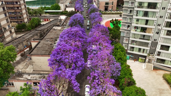 蓝花楹盛开在街道两侧