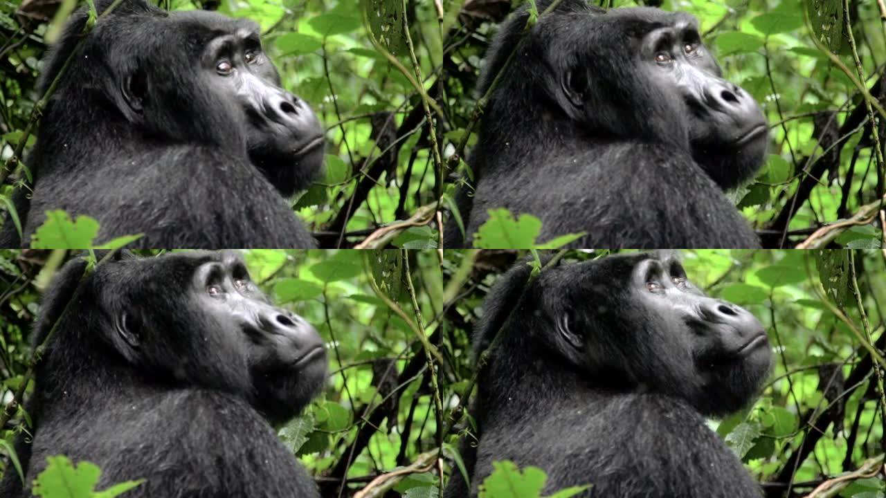 大猩猩盯着相机，慢动作抬头