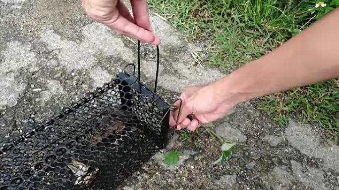 4k释放陷阱中的老鼠。老鼠被困在黑色笼子里。