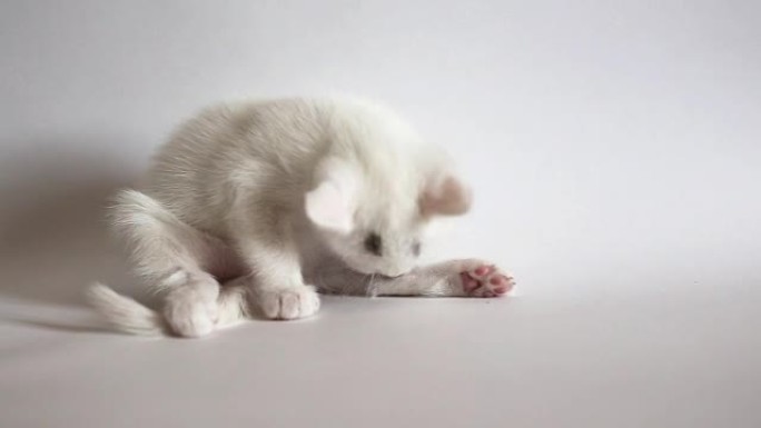 小白小猫洗