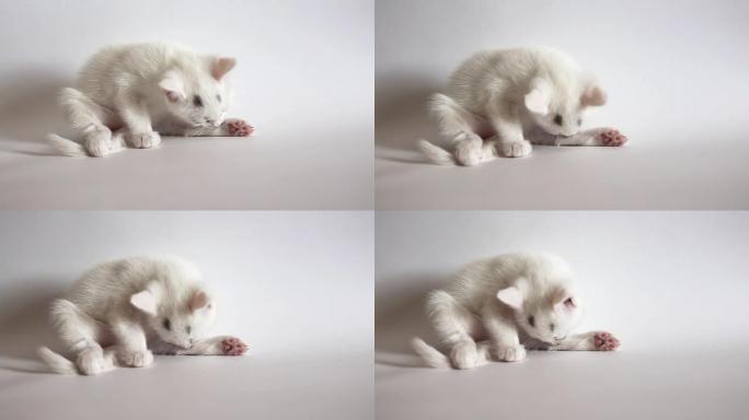 小白小猫洗