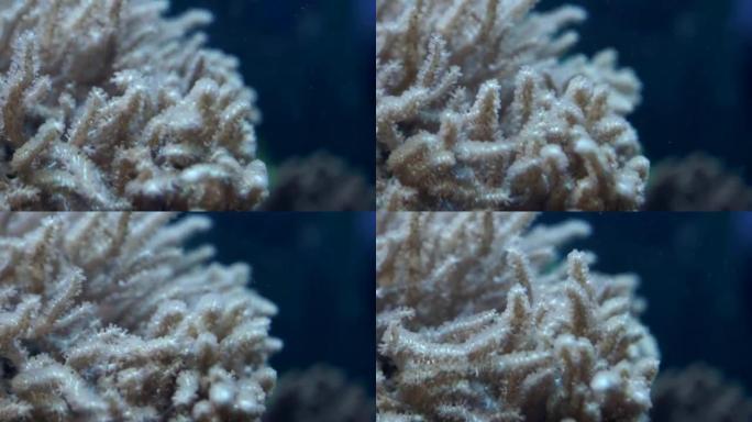 水族馆底部的珊瑚