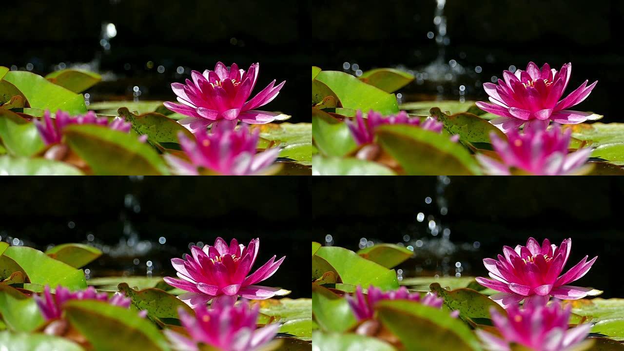 池塘里的睡莲。慢动作