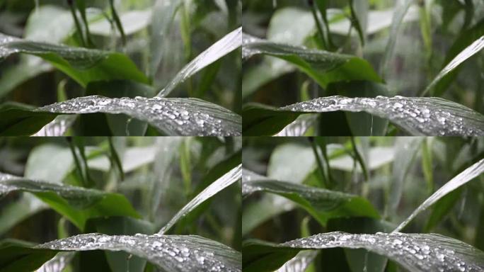 大雨落在花园里的绿色大叶上，像瀑布风暴一样落下