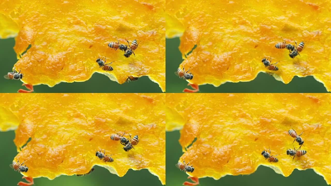 蜜蜂在干黄芒果上工作。