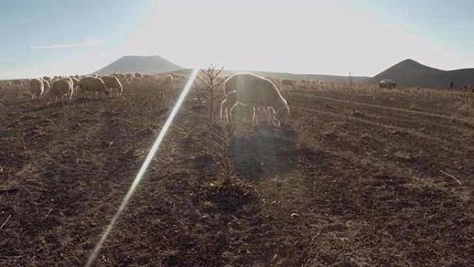 绵羊在尘土飞扬的遥远火山中吃草和荆棘