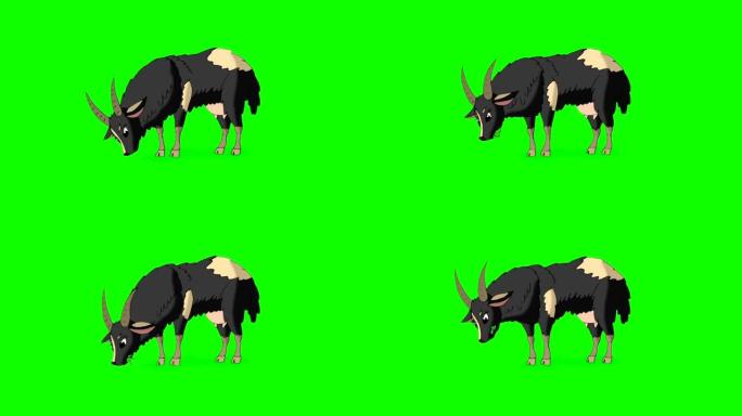 绿色屏幕上隔离的灰色家养山羊