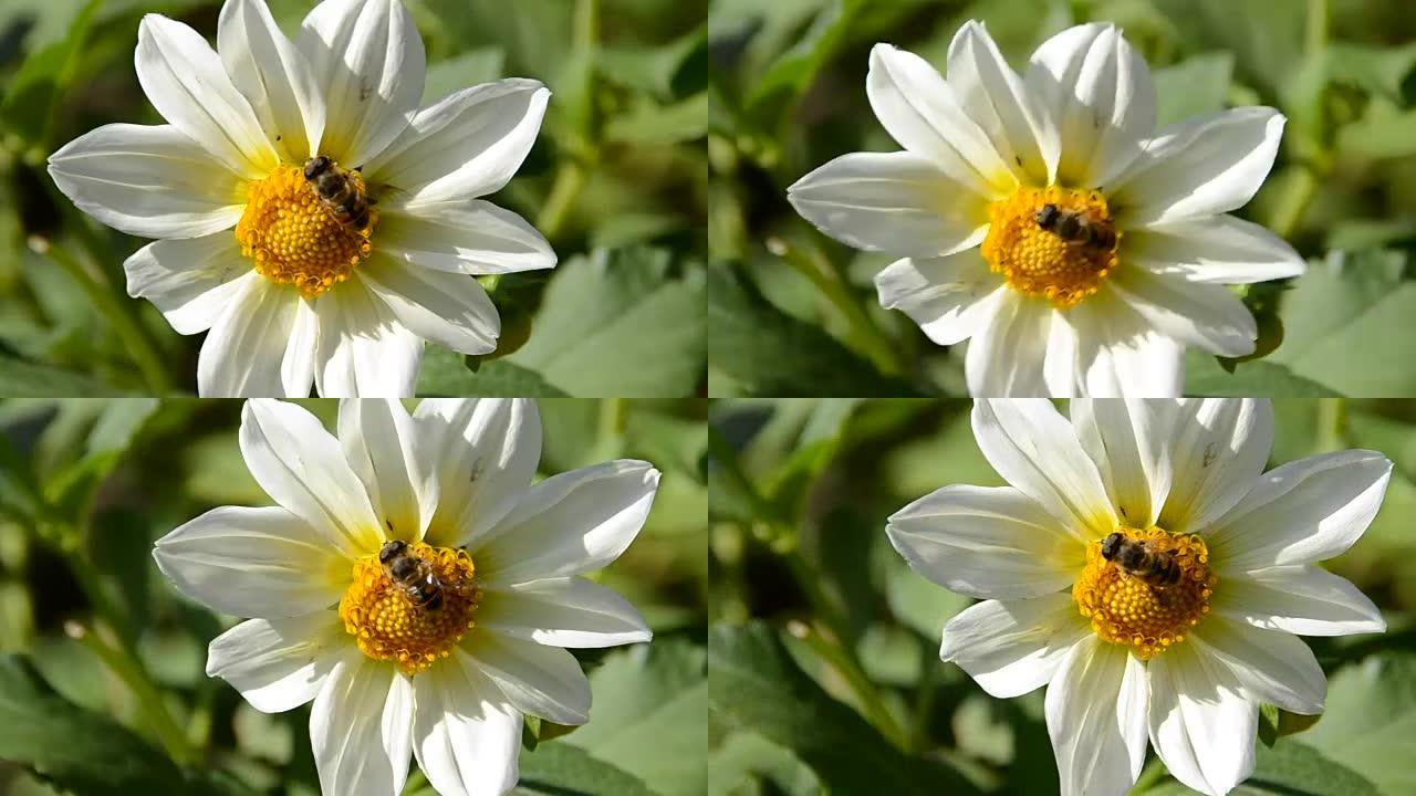 蜜蜂花