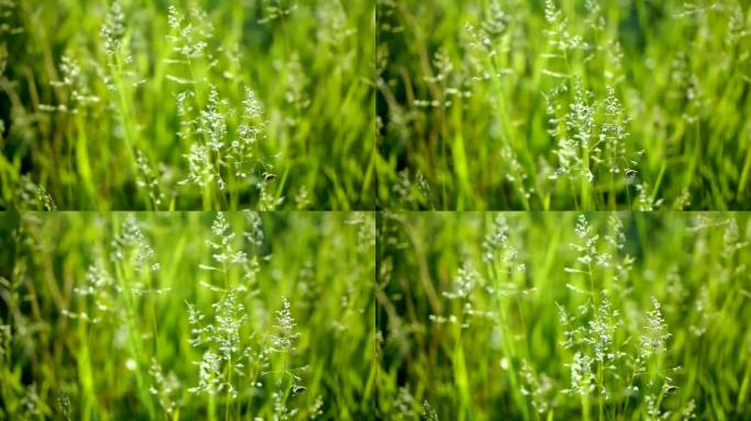 多汁的绿草微距阳光照耀着草叶美丽的背景微距春夏风景美丽的阳光露珠在草地上