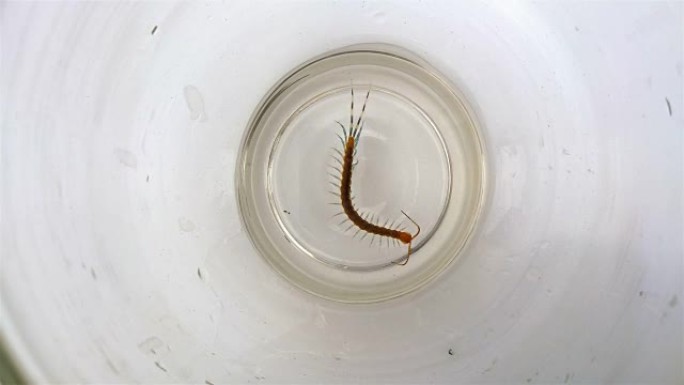 蜈蚣游泳游泳，试图爬上一个滑溜溜的玻璃水箱4k