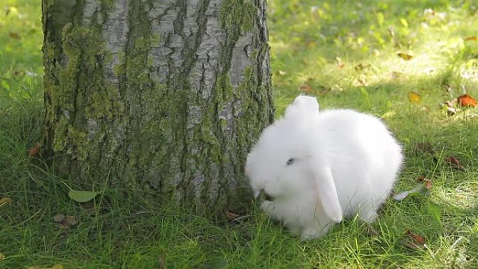 白兔在户外视频
