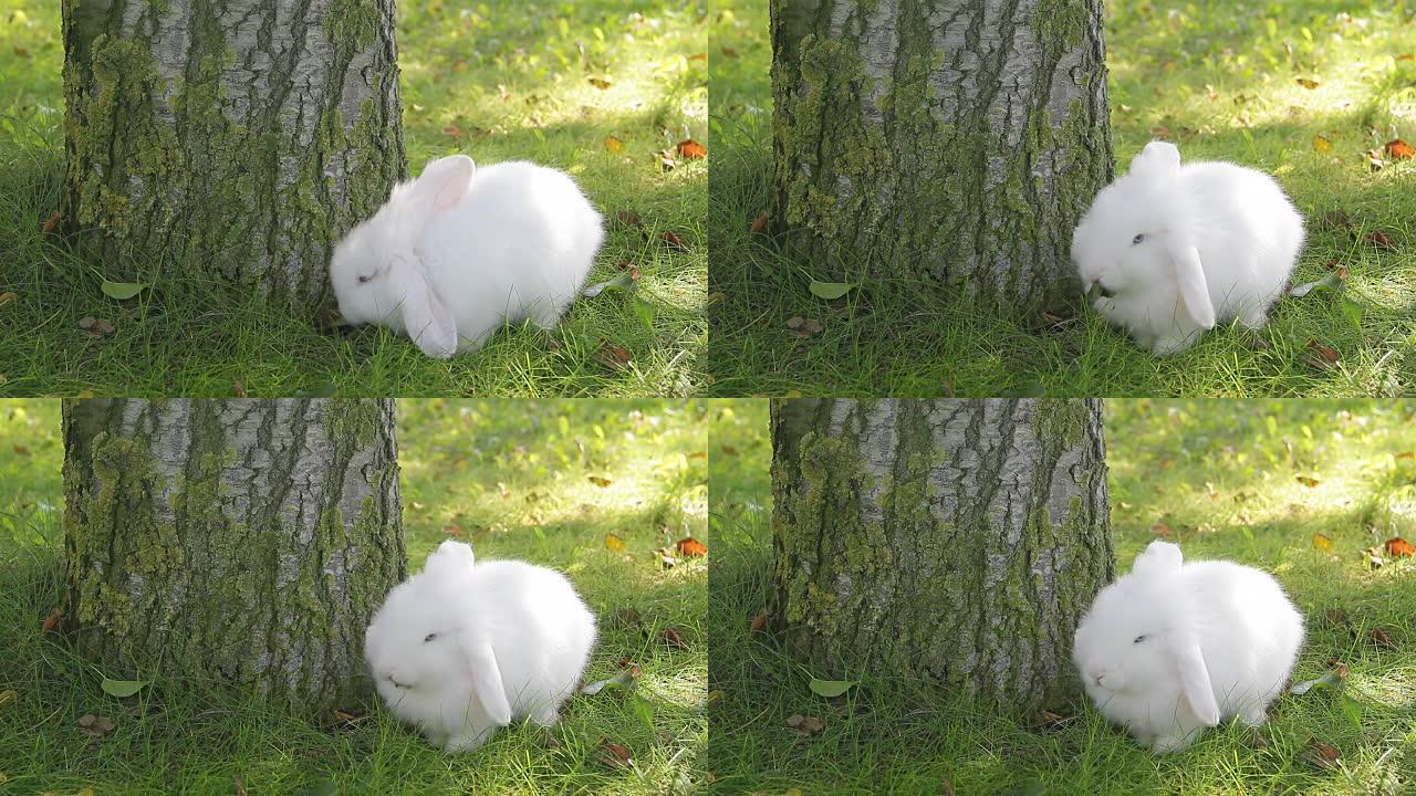 白兔在户外视频