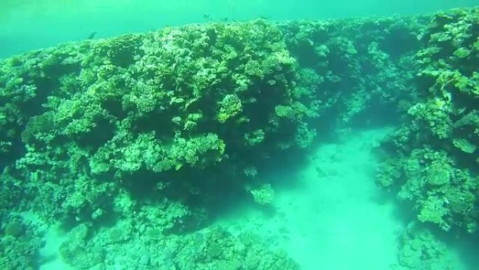 埃及红海中的珊瑚礁