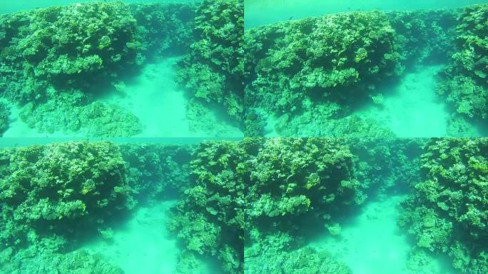 埃及红海中的珊瑚礁