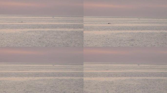 南极-南极半岛-帕默群岛的鲸鱼