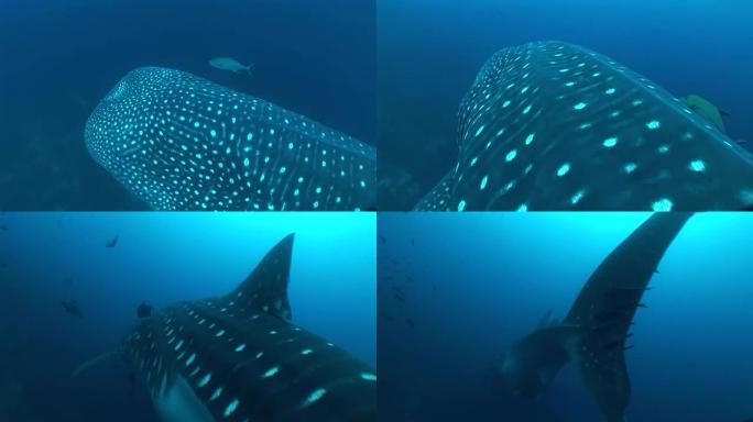 世界上最大的鲸鲨水下视频