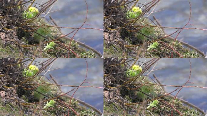 日本长野神口的Butterbur sprout