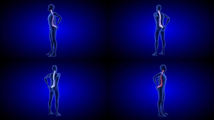 脊椎疼痛。蓝色背景上的蓝色人体解剖体3D扫描渲染-无缝循环