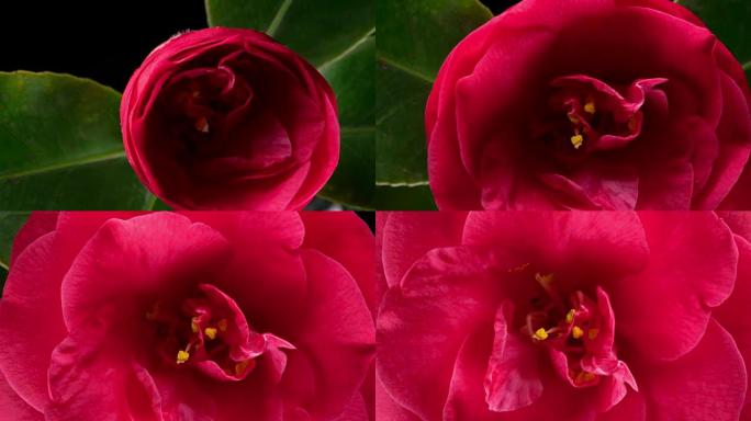 日本山茶花盛开花开延时女人花红色花朵