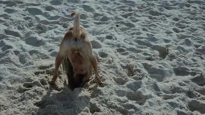 有趣的狗在挖洞