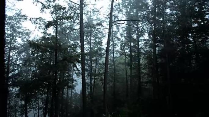 极端天气有风暴雨在树上