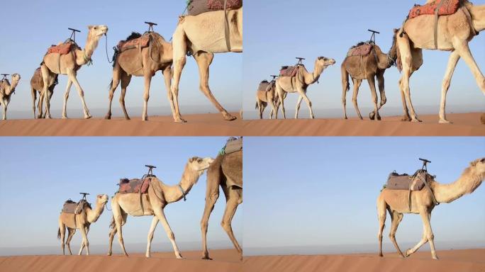 一群骆驼在沙丘上行走