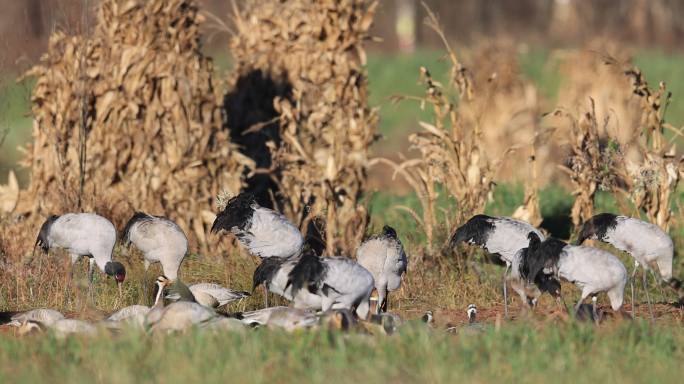 黑颈鹤在农田埋头觅食的特写镜头