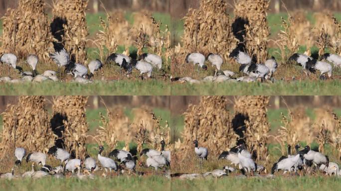 黑颈鹤在农田埋头觅食的特写镜头