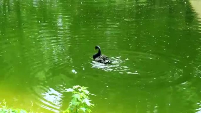 黑天鹅在绿色的水中游泳。用红色喙清洁翅膀的天鹅
