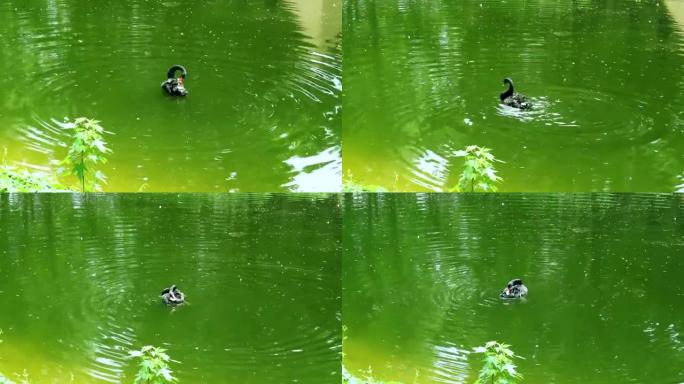 黑天鹅在绿色的水中游泳。用红色喙清洁翅膀的天鹅