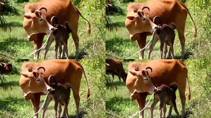 牛照顾她的小牛