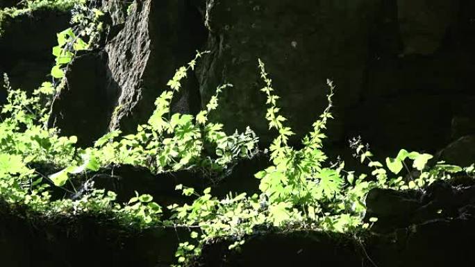 Breitachklamm，峡谷，侵蚀，对比，植物生长，多样性，阿尔高，巴伐利亚，旅游，自然奇迹，4