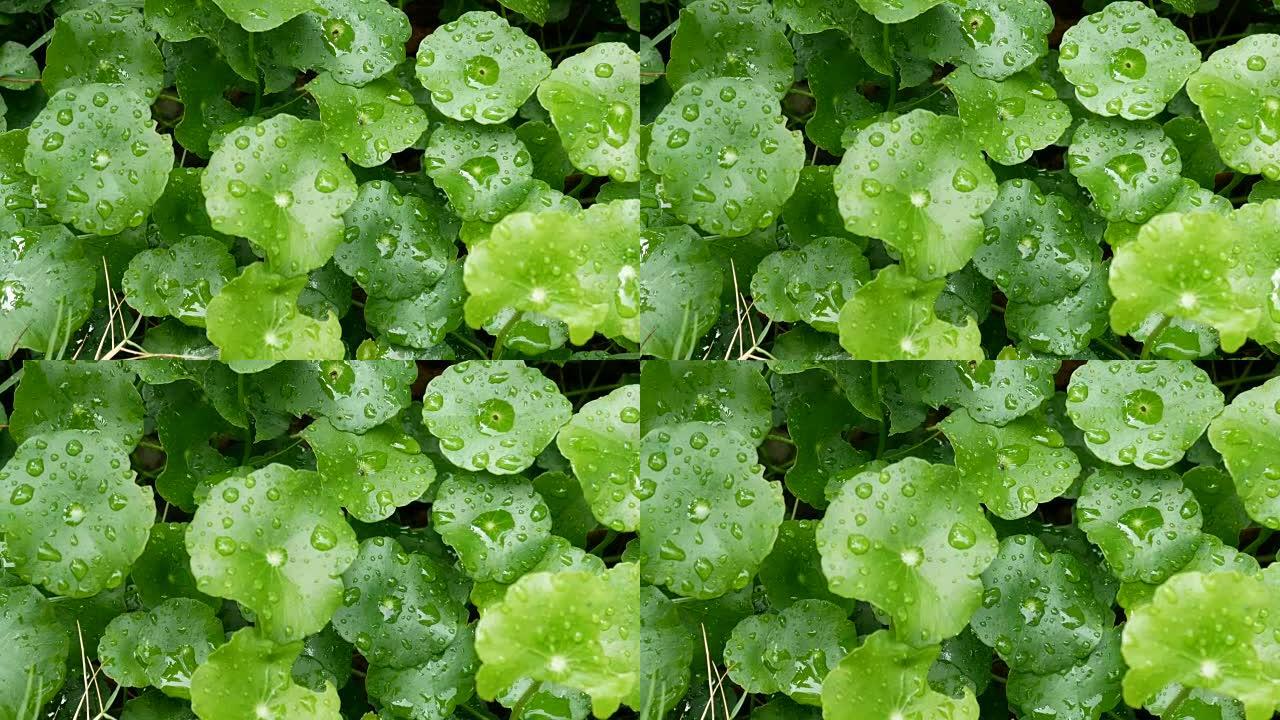 绿叶与绿色背景的雨水滴。清新背景的绿色自然