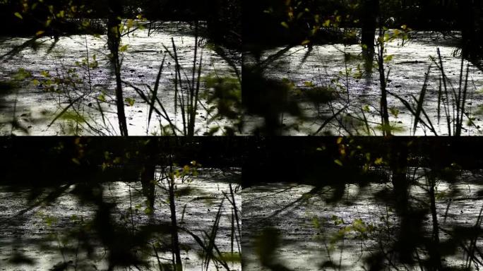 多莉拍摄沼泽区，池塘与芦苇