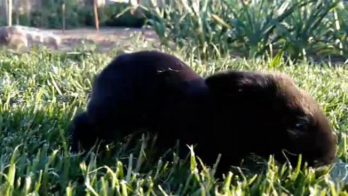 美丽的小黑兔在草地上奔跑