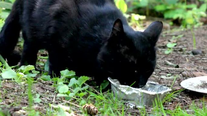 黑色流浪猫