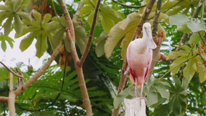 异国情调的粉红鸟好奇地看着镜头。玫瑰琵鹭