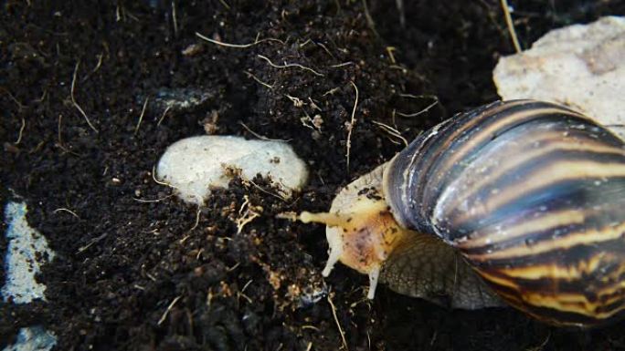 巨型非洲陆地蜗牛在土壤上爬行
