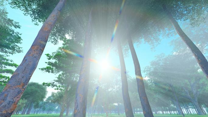 唯美树林太阳光影