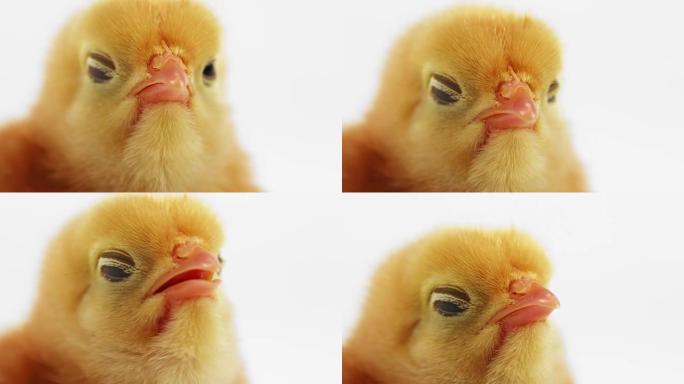 一只小鸡在慢动作中chi叫的特写镜头