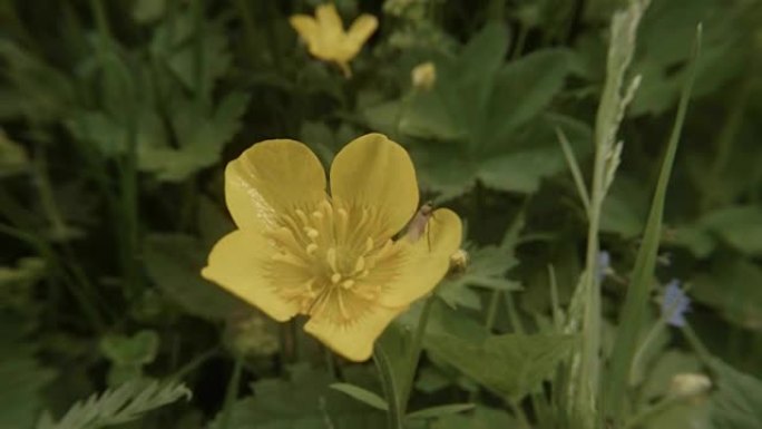 小昆虫从黄色的花朵上飞来