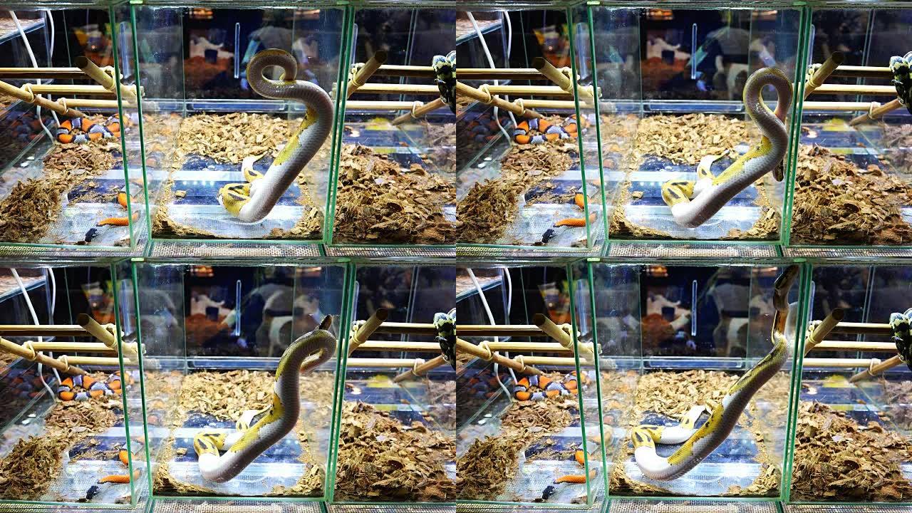 一条长蛇在玻璃容器中像弹簧一样弯曲身体