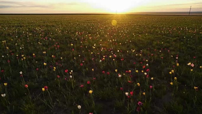 背景天空上阳光明媚的草地上的野生郁金香。日出。草原在春天复活。