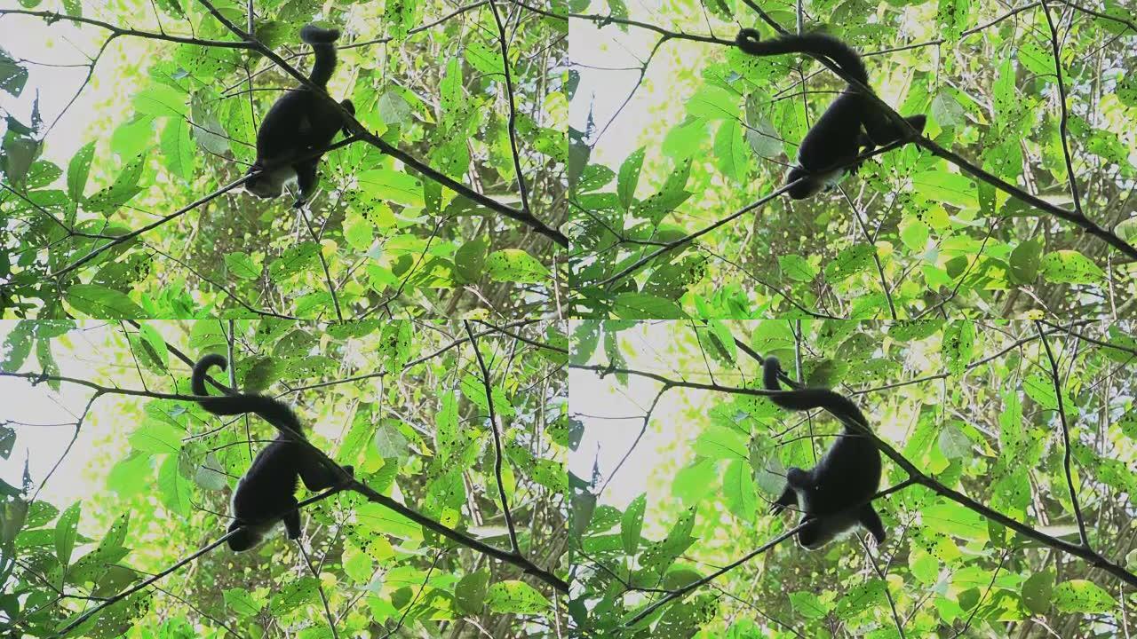卷尾猴在树上放松