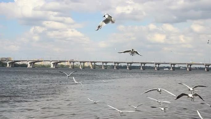 海鸥在河上飞翔